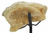 Fossil Hadrosaur Vertebra Section w/ Metal Stand - South Dakota #354308-2